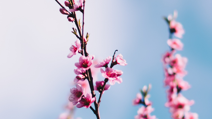 Japanese Greetings and Everyday Expressions