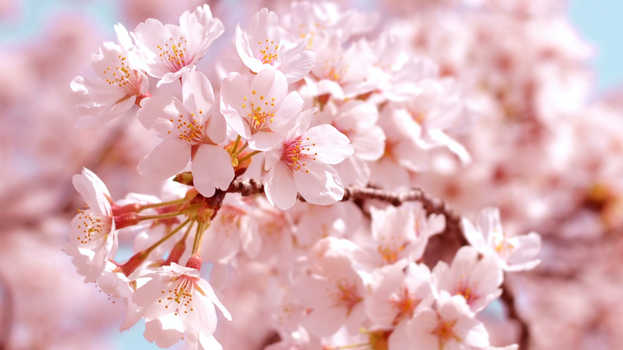 Why Learn Japanese: Pros and Cons